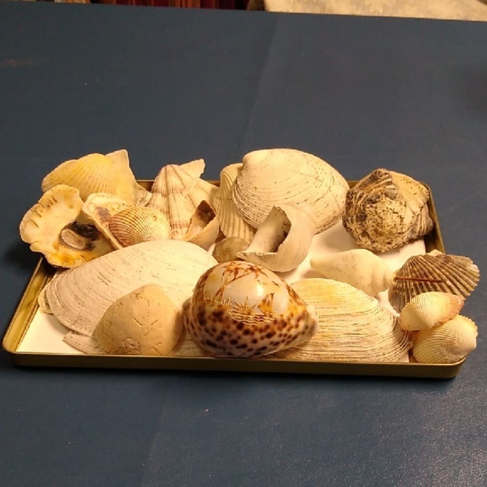 Tropical Carving Seashell Collection Beach Seashore Nautical Cottagecore